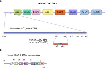 Cancer-testis antigen lactate dehydrogenase C4 as a novel biomarker of male infertility and cancer